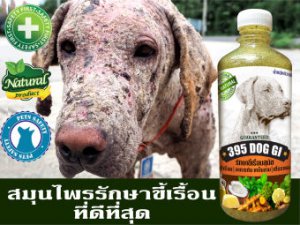 ????????✅395 DOG GI น้ำหมักรักษาขี้เรื้อน แผลขี้เรื้อน ฆ่าตัวไร อาการคัน เหม็นสาป 1 ขวด 350 ml.????????✔